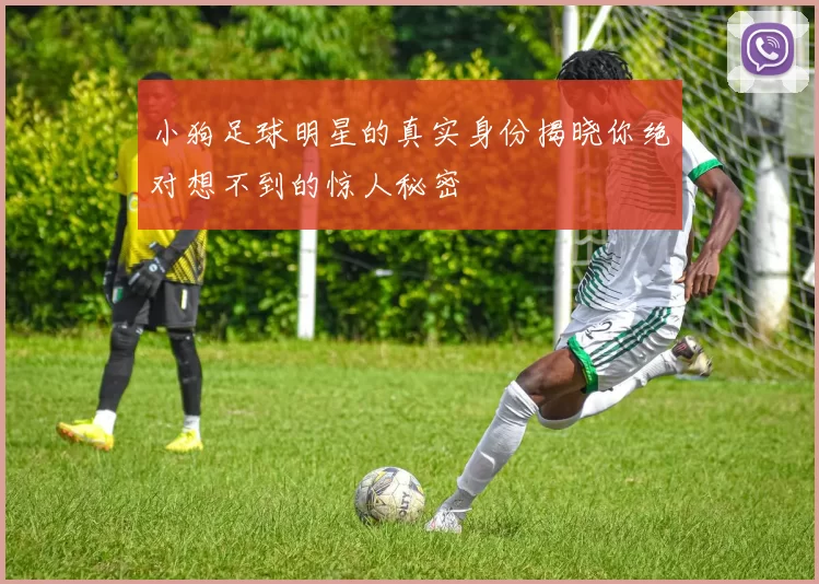 小狗足球明星的真实身份揭晓你绝对想不到的惊人秘密